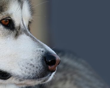 What is the importance of dog insurance?