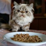 Pet Feeding Time: Cat Food And Treats
