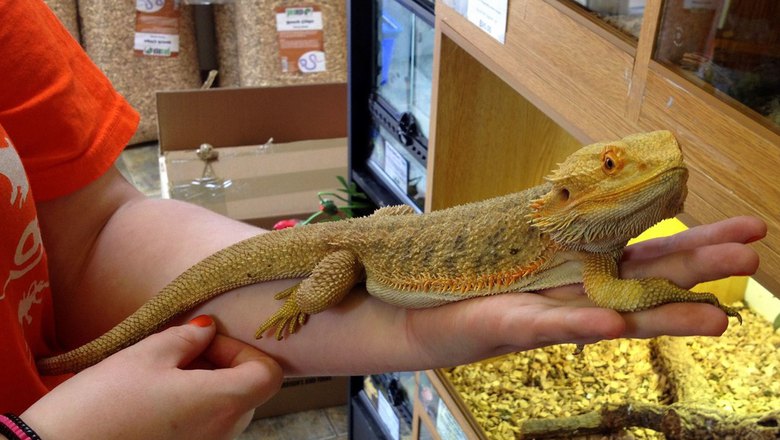 Reptile supplies Create Fun and Comfort for Your Pet