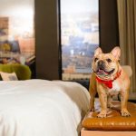 pet friendly hotel