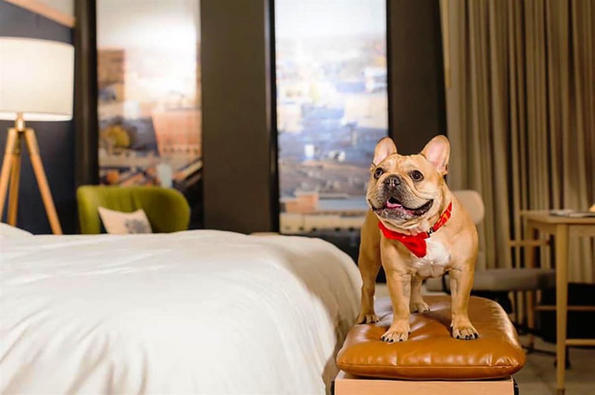 Pet friendly hotel and pets are a great companions