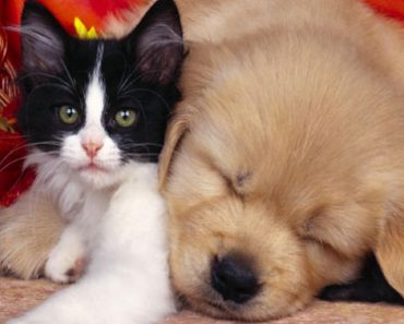 Pet Insurance Policy: The Benefits and Its Pricing