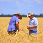 Reliable Grain Brokers for Farmers in Australia